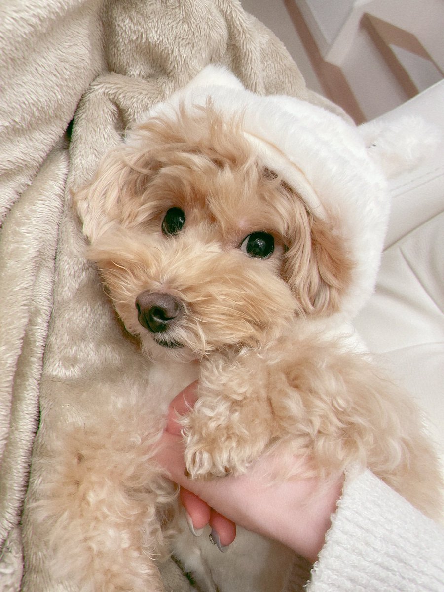 ふわふわマルプーのシフォン tweet media