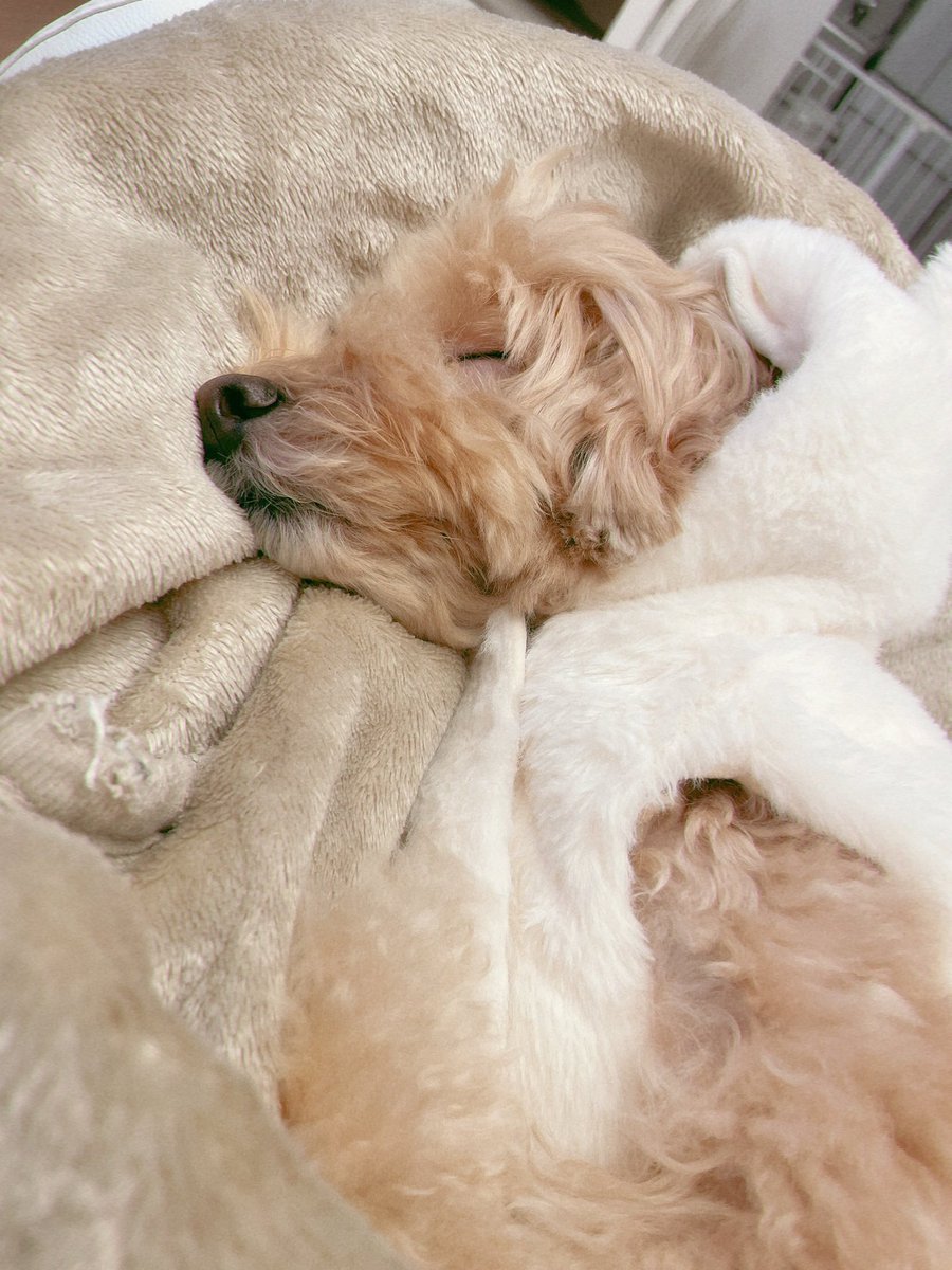 ふわふわマルプーのシフォン tweet media