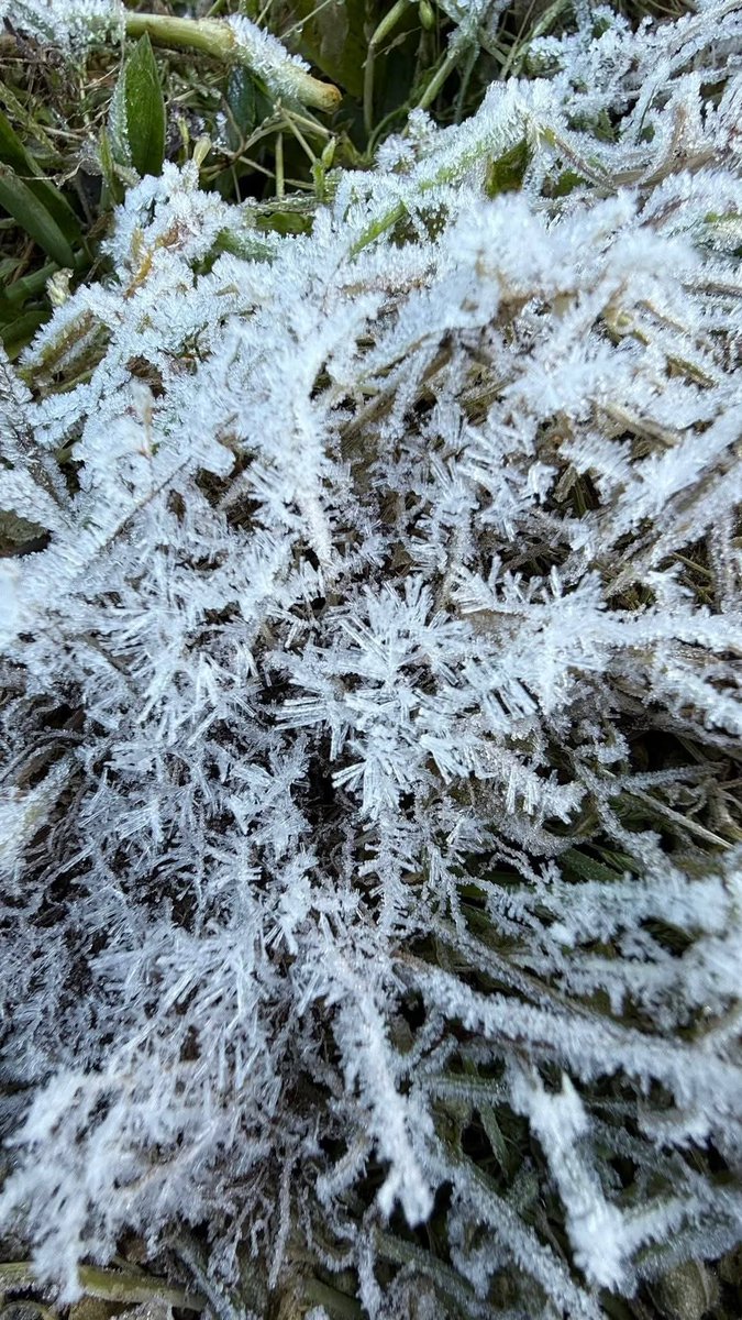 sciencekonek's tweet photo. WIDESPREAD FROST IN ATOK, BENGUET, THIS MORNING ❄️
Vegetable farms, grasslands, and other plants in Paoay, Atok, Bengurt were covered with tiny ice crystals, #frost (#andap), as the really cold weather continues due to #amihan.
PAGASA's Automated Weather Station in Atok recorded a minimum temperature of 9.7°C earlier today, 31 December 2025.
📸 PIA Benguet