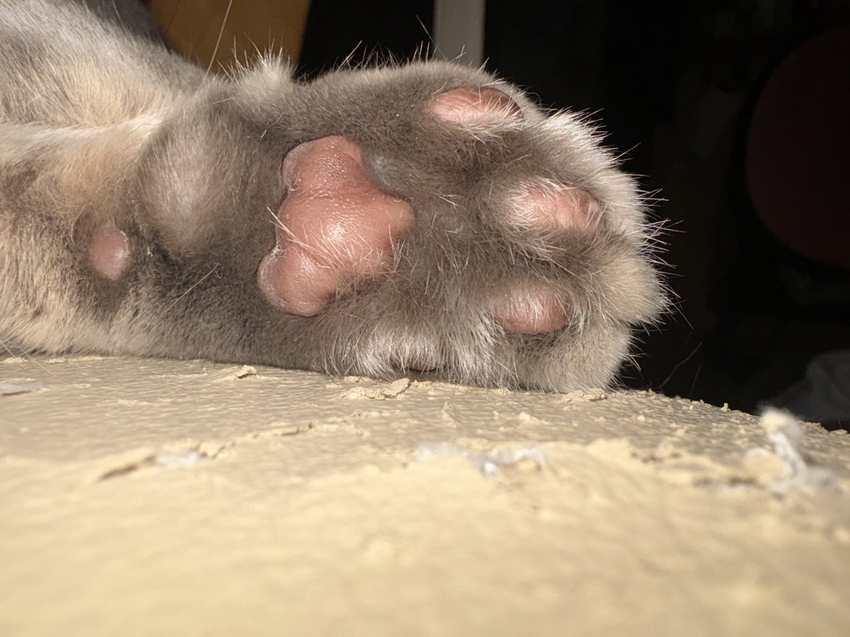 PearlRuby_cats's tweet photo. 肉球占いです
このポストを見たあなた
あなたは2026年もきっと幸せでしょう https://t.co/Pr0hVD8iKT