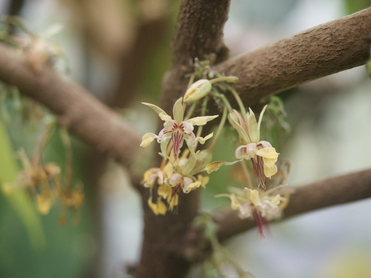 kurageneko's tweet image. 日本でカカオ栽培なんてできるわけないだろ！（笑）

と散々バカにしてた方々に対しては、自分でもできるわけないだろと今でも思っています、結果的にできていますが私は自分をあまり信じてはおりません、とお伝えしたい。

ただ自分でつくったチョコレートは意外なことにとてもおいしい。これは本当。