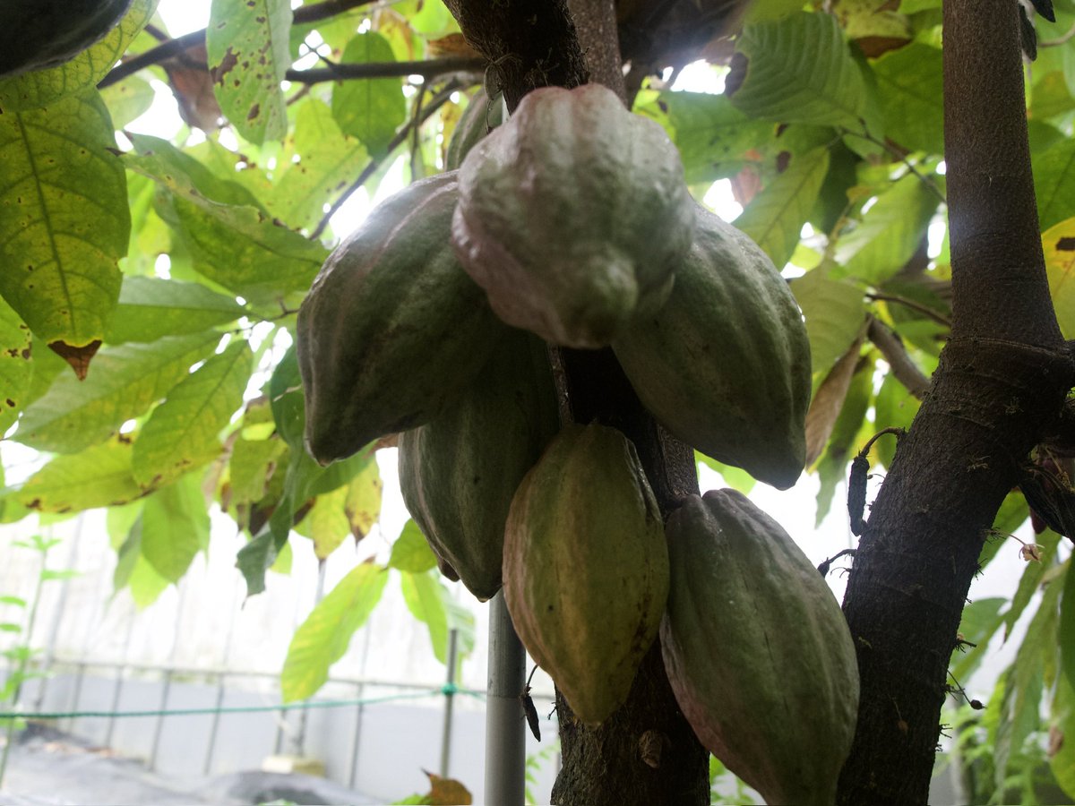 kurageneko's tweet image. 日本でカカオ栽培なんてできるわけないだろ！（笑）

と散々バカにしてた方々に対しては、自分でもできるわけないだろと今でも思っています、結果的にできていますが私は自分をあまり信じてはおりません、とお伝えしたい。

ただ自分でつくったチョコレートは意外なことにとてもおいしい。これは本当。