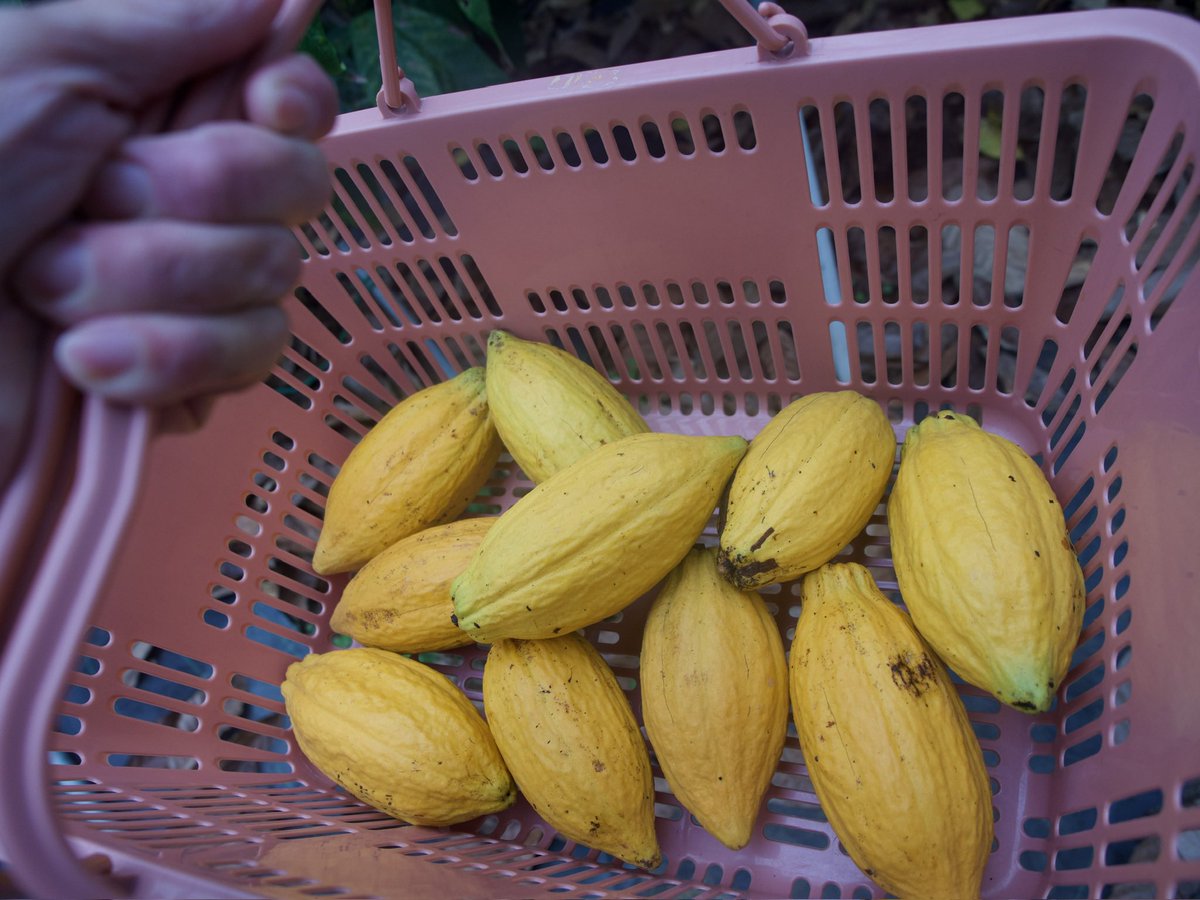 kurageneko's tweet image. 日本でカカオ栽培なんてできるわけないだろ！（笑）

と散々バカにしてた方々に対しては、自分でもできるわけないだろと今でも思っています、結果的にできていますが私は自分をあまり信じてはおりません、とお伝えしたい。

ただ自分でつくったチョコレートは意外なことにとてもおいしい。これは本当。