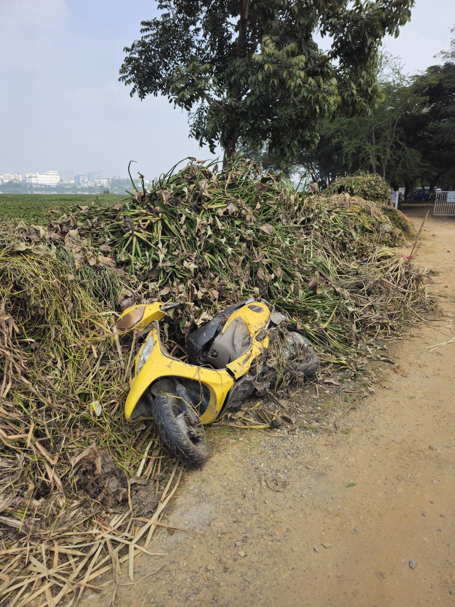MedahalliRising's tweet photo. Reality on ground at the Yele Mallappa Shetty lake (photo evidence attached):
✔️ Cleaning is happening only at the periphery

✔️ Progress is painfully slow with no visible urgency

✔️ No clarity on how de-weeding inside the lake will be done – JCB access? Manual? Any plan at all?

✔️ Tons of hyacinth removed and dumped on the edge, left to rot, risking re-entry into the lake

✔️ Shockingly, a 2-wheeler found during de-weeding – shows 

how long dumping and negligence have gone unchecked 😐

This is cosmetic cleanup, not lake rejuvenation.

Peripheral clearing alone does nothing to: 
❌ Stop mosquito breeding
❌ Improve water quality
❌ Restore lake ecology
❌ Prevent garbage inflow

If there is no time-bound plan, no mechanised approach, no accountability, this exercise will end up as no result.

We may have to ask Questions authorities :

What is the complete de-weeding strategy for inside the lake?

Why is work progressing at such a slow pace?

Where is the removed weed being disposed?

What is the deadline for full restoration?