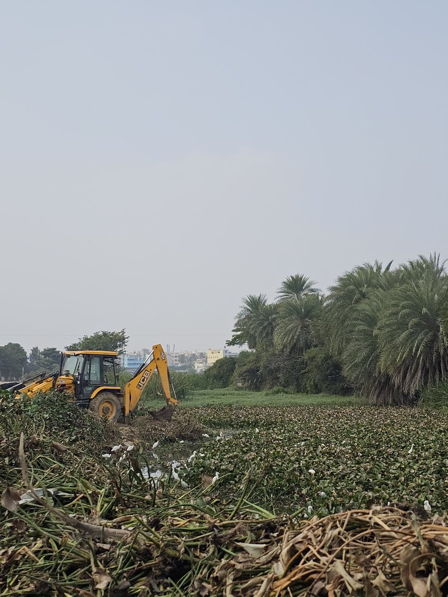 MedahalliRising's tweet photo. Reality on ground at the Yele Mallappa Shetty lake (photo evidence attached):
✔️ Cleaning is happening only at the periphery

✔️ Progress is painfully slow with no visible urgency

✔️ No clarity on how de-weeding inside the lake will be done – JCB access? Manual? Any plan at all?

✔️ Tons of hyacinth removed and dumped on the edge, left to rot, risking re-entry into the lake

✔️ Shockingly, a 2-wheeler found during de-weeding – shows 

how long dumping and negligence have gone unchecked 😐

This is cosmetic cleanup, not lake rejuvenation.

Peripheral clearing alone does nothing to: 
❌ Stop mosquito breeding
❌ Improve water quality
❌ Restore lake ecology
❌ Prevent garbage inflow

If there is no time-bound plan, no mechanised approach, no accountability, this exercise will end up as no result.

We may have to ask Questions authorities :

What is the complete de-weeding strategy for inside the lake?

Why is work progressing at such a slow pace?

Where is the removed weed being disposed?

What is the deadline for full restoration?