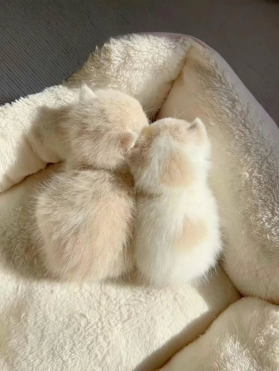 The Pets 𝕏 (@thepetsx) on Twitter photo 