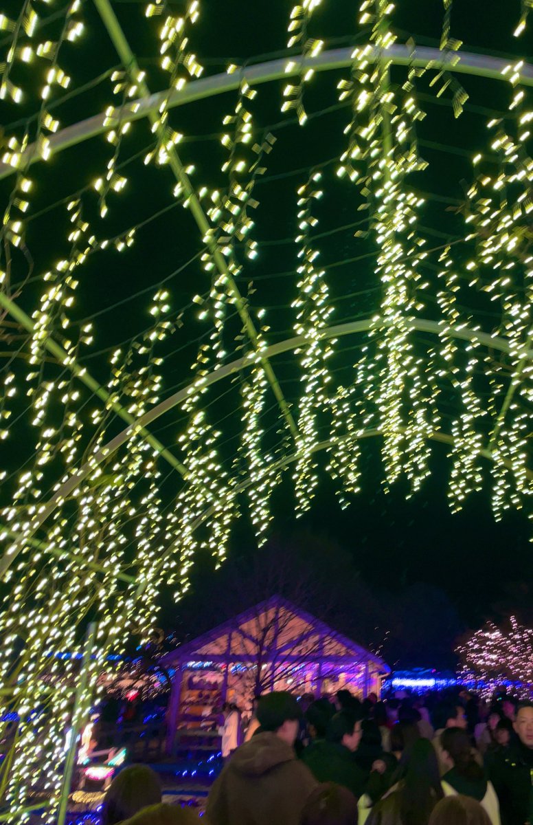 vor017's tweet photo. I went to Ashikaga Flower Park to see the wisteria illumination show 
Though it was a bit cold, I was impressed by the show https://t.co/GwJofuZNnR