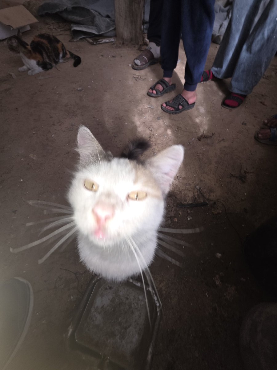 LoverHomeless's tweet image. 🐾🐈🐾chuffed.org/project/117140…🫂💚🐈🐾🙏
🌧🥶🙏🫂🙏🥺⛺️💔🫂chuffed.org/project/cruelt…🥶⛺️🌧🙏