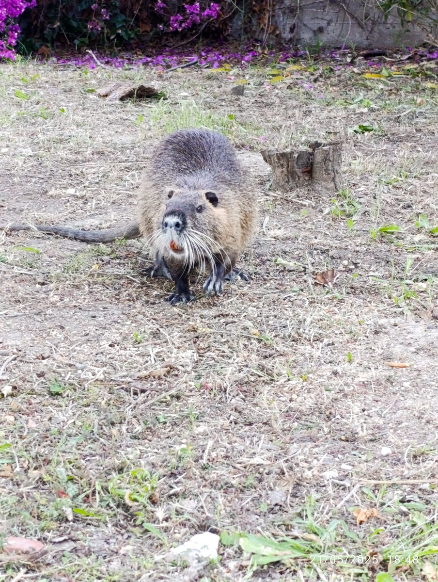 flavio_stochino's tweet image. Proud of a year of research with amazing colleagues and students.
Our recent work explores sustainable materials, structural resilience, and safer infrastructure, from recycled concrete to fire and blast performance.
#StructuralEngineering #Sustainability #Research #Resilience