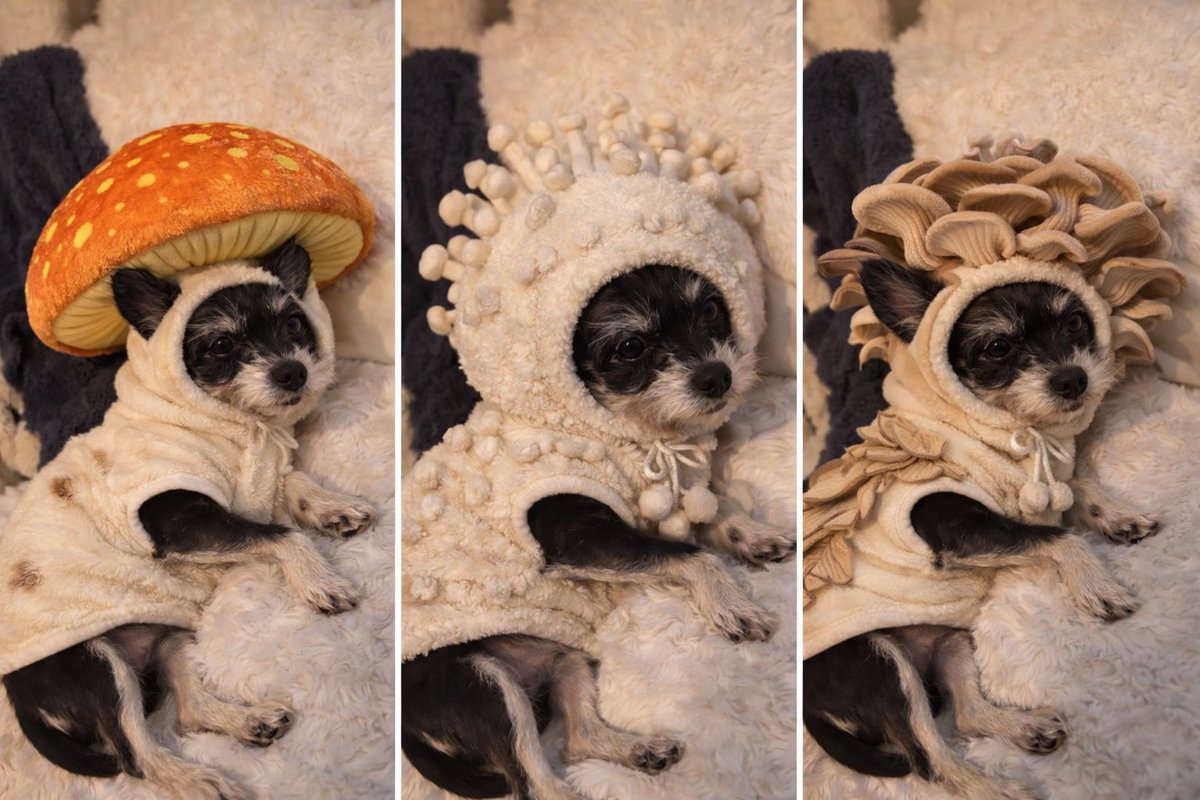 yuki_hina36's tweet photo. きのこのこのこげんきのこ(🍄🐶🍄) https://t.co/qhESeiVN72