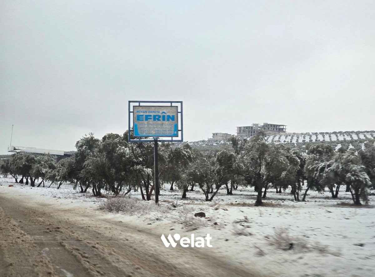 WelattvKu's tweet image. 📸 Berfê Efrîn spî kiriye
#Efrîn
#Berf
#WelatTV