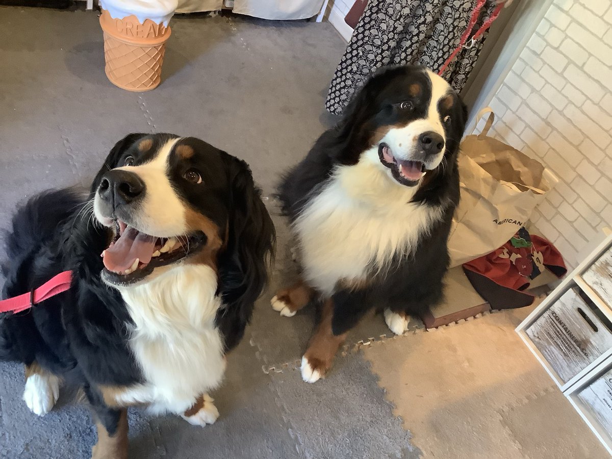 バーニーズのらなちゃんりのちゃんご来店ありがとうございました❤️
お顔はもちろんですが、身体も可愛くて仕方ないっ😆肉まんみたいなおてての可かわいい事かわいい事☺️
#バーニーズ　
#ご来店わんこ　
#はらぺこ