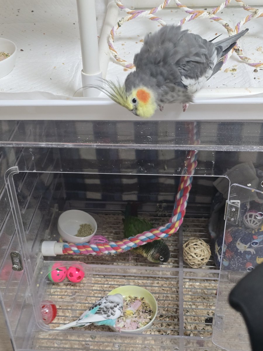 Parrot2018's tweet image. 남의 집 들어간 애들과 구경하는 애