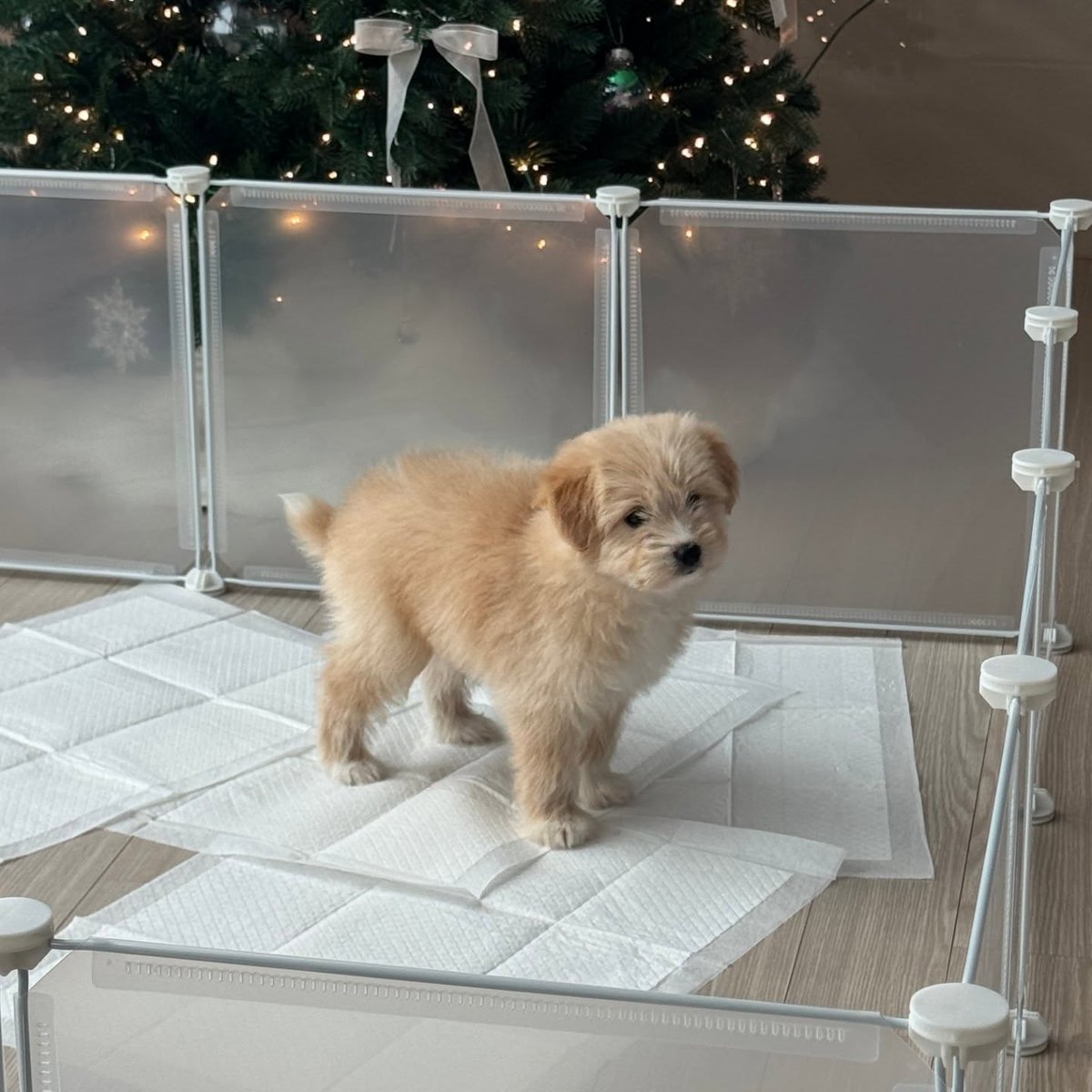 orrery_nim's tweet photo. sii.ruuu first Instagram post
Hi I'm Siru the baby pup
Don't know how old I am ๐
#babypup #fromthestreets #mix
#pawinhand #adoptdontshop https://t.co/2YLECVd6ni