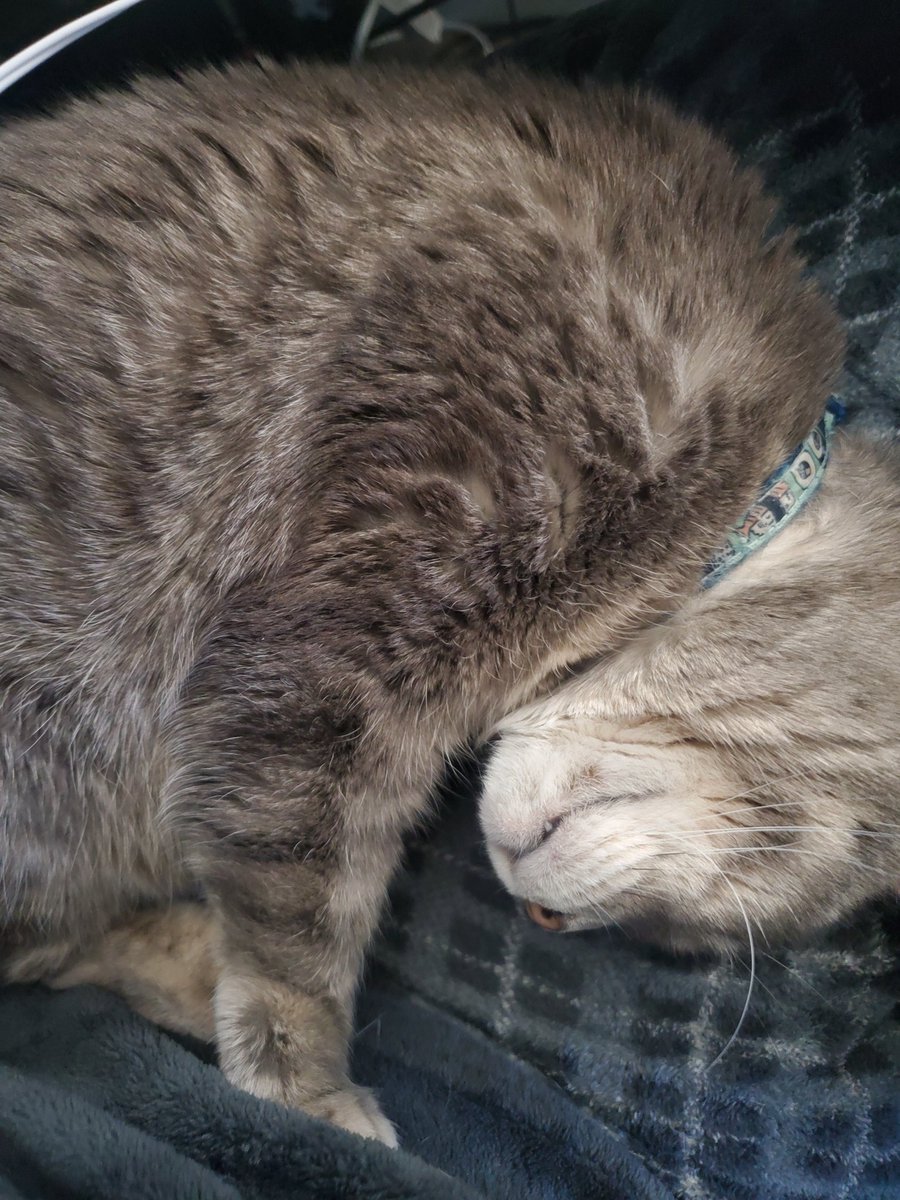 Mochi loves cuddling on my lap while I'm editing :3