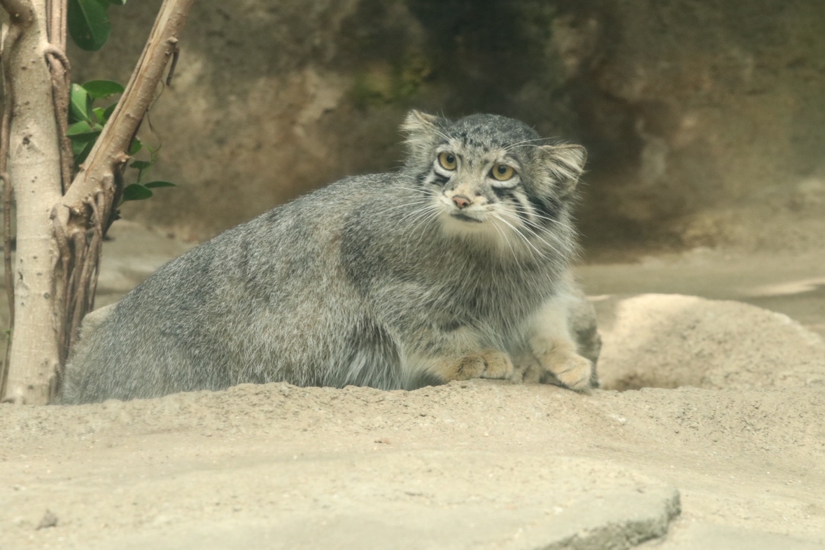 マヌルネコ【スナ】ネコ【ムスタ】お引越しのお知らせ

神戸どうぶつ王国で飼育しておりましたマヌルネコ【オト】(メス)およびスナネコ【ムスタ】(オス)が、1月12日(月祝)に「埼玉県こども動物自然公園」へ引っ越しすることになりました。 最終展示は1月11日(日)となります。