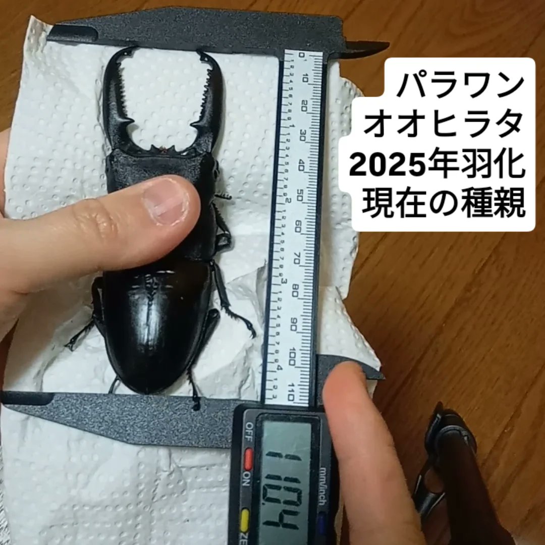 k_extra_game's tweet photo. 2025年羽化したクワガタ まとめ
今年のブリードで個人的に良かった個体をまとめてみました。来年も画像のような個体をだせるように頑張りたいなと思います。
#パラワンオオヒラタ #スマトラオオヒラタ #ヒラタクワガタ https://t.co/5ggSOkfGu6