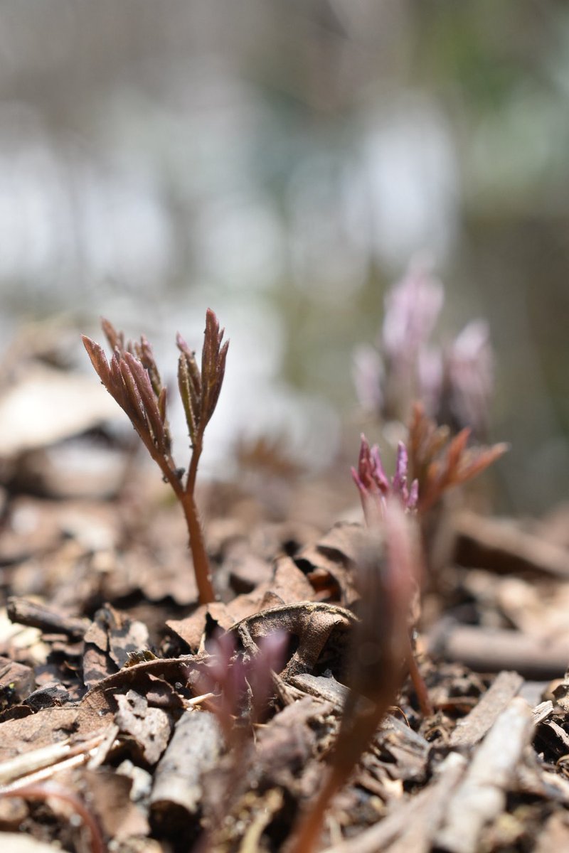 MasA naTureeee tweet media