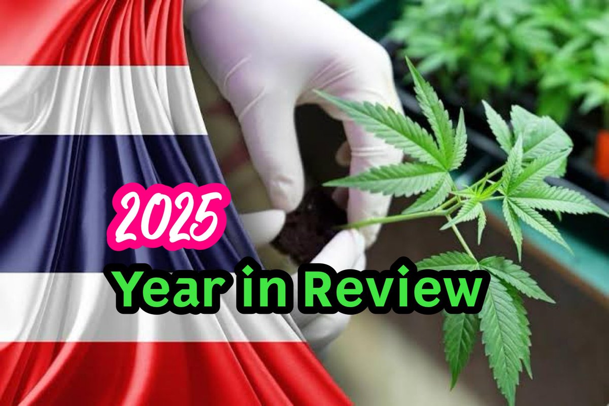 ChannelWeedTH's tweet image. From Green Gold to Gray Zone, Thai Weed Economy shall be collapse?

Why 2025 is the Darkest Year Since Legalization 👀 Thailand Cannabis industry : a year in review 2025 👀 

#กัญชา #cannabis #weed #industry #thailand 

channelweedthailand.com/2025/12/31/fro…