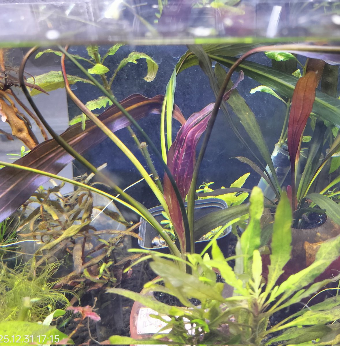 ま*な様 エキノドルス ホレマニー ブラッドレッド カッコよいエキノドルスホレマニーブラッドレッド頂きました。おかげ