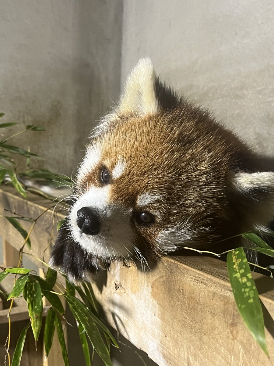 つっち～♪@レサパン溺愛中(♡˙︶˙♡) (@LMystar238) / Posts / X