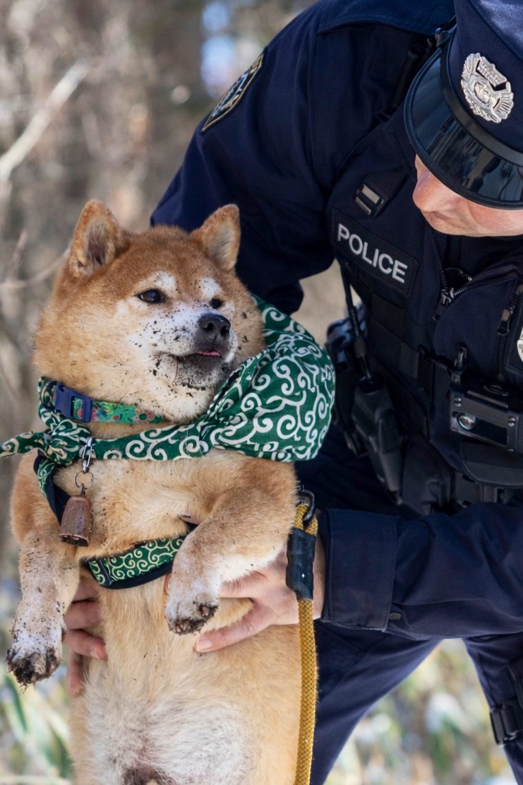 柴犬たけちよ (@takechiyo_shiba) / Posts / X