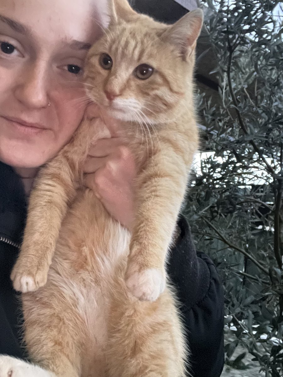 totorovekanki's tweet photo. Gözü hep evin içinde pencere önünde bizi izliyor 🥺 yaş mamasını yemedi biraz keyifsiz bugün. Yaşamasını sağlayacak sıcacık evini bulalım mı Limon’a 🫶🏻 https://t.co/RTYSZjzVnM