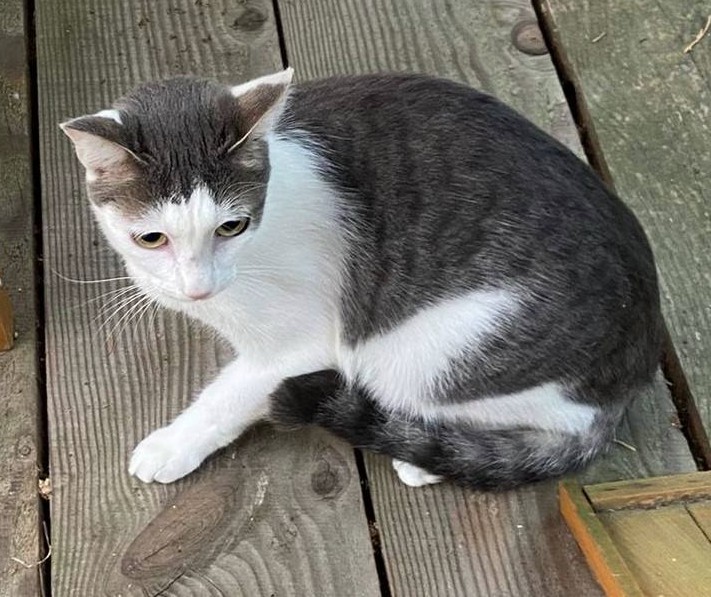 MissingTarn81's tweet image. 31.12.25 Perdu chat tigré/blanc à Saint Sulpice (rue de la Moselle). Pucé. Contact : facebook.com/monair.alebri/ #Tarn