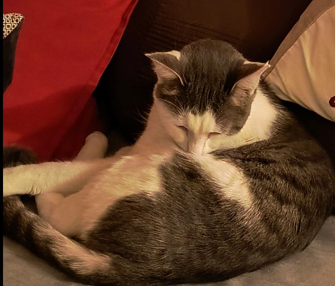 MissingTarn81's tweet image. 31.12.25 Perdu chat tigré/blanc à Saint Sulpice (rue de la Moselle). Pucé. Contact : facebook.com/monair.alebri/ #Tarn