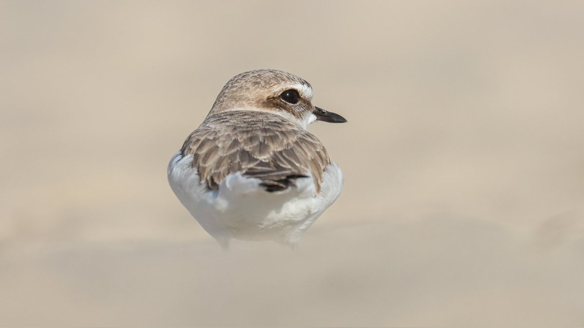 Mark Robertson tweet media