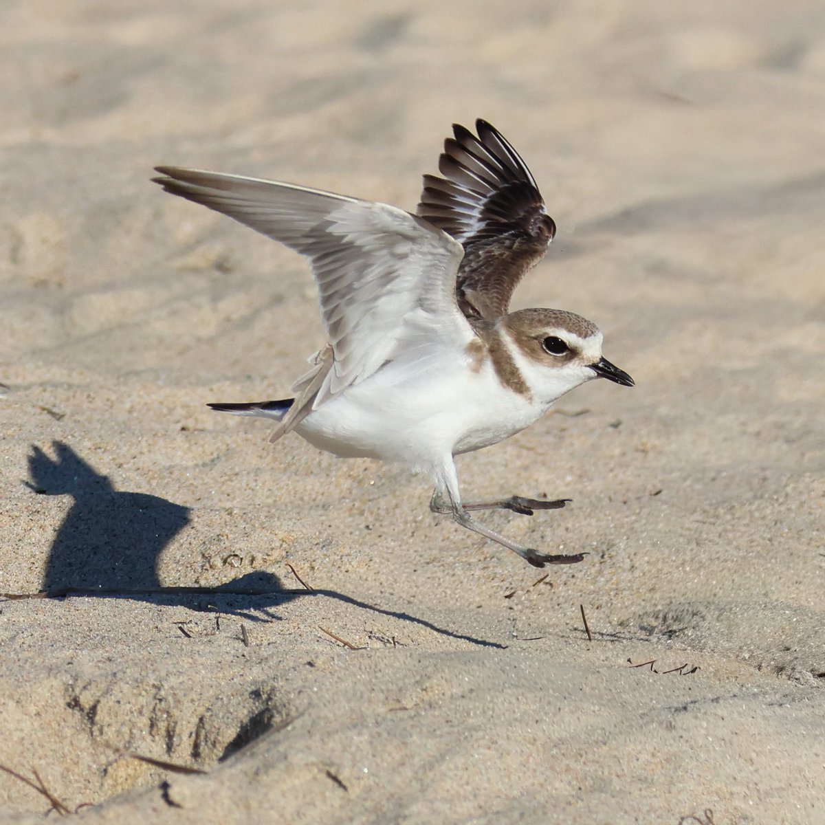 Mark Robertson tweet media