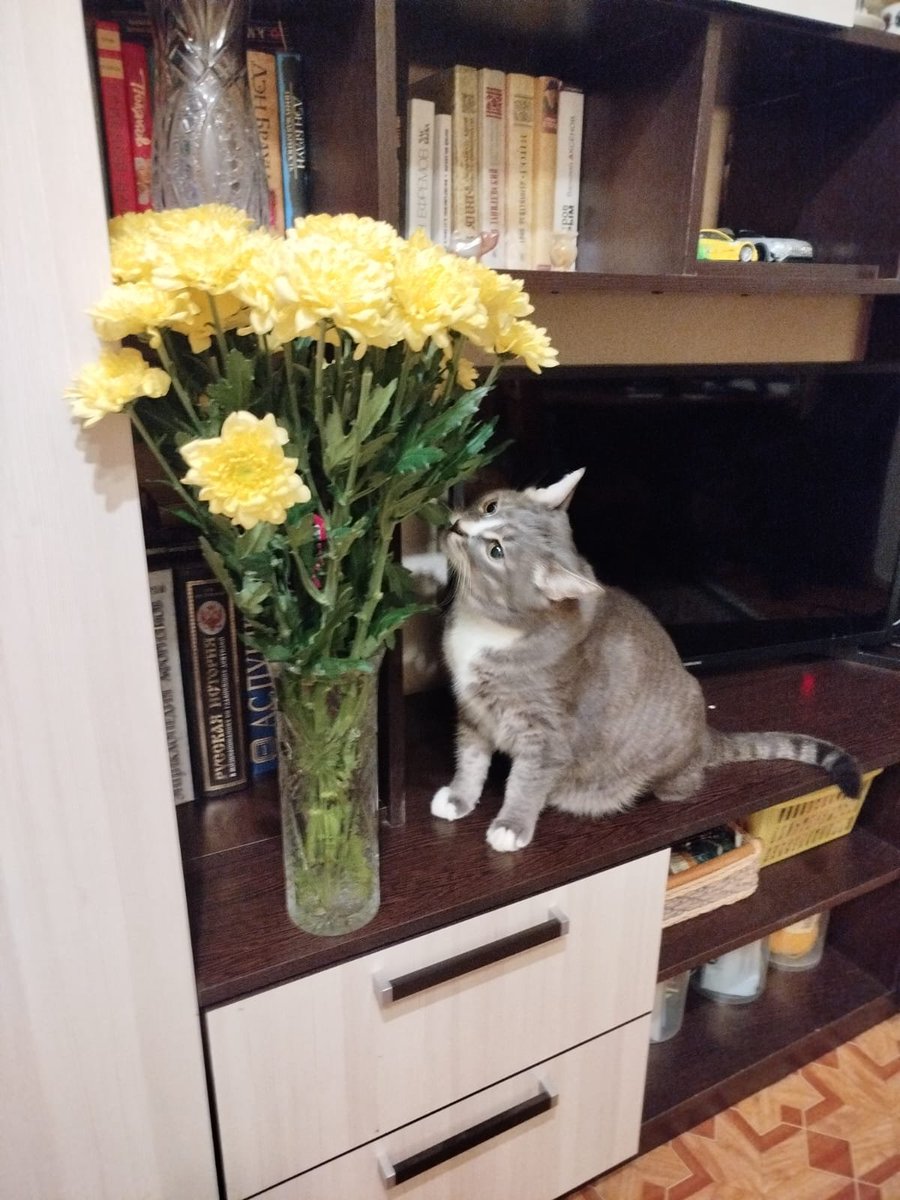 Cyantooth's tweet image. Кусь.