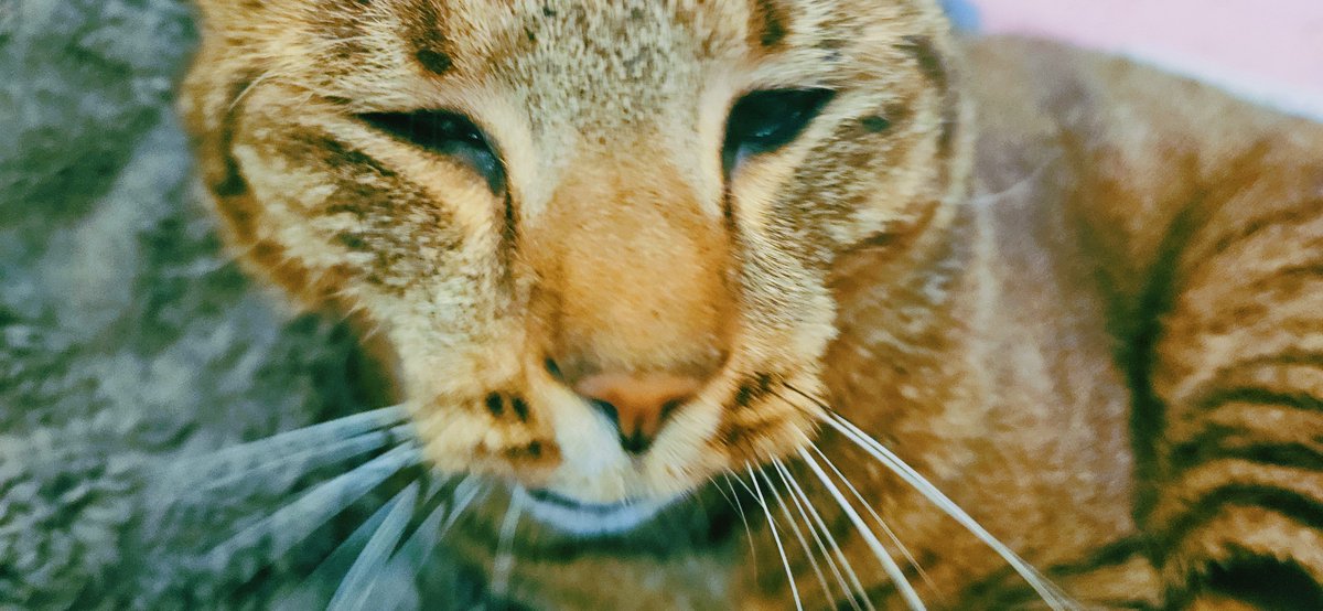 용이와 별이와 겨울 tweet media