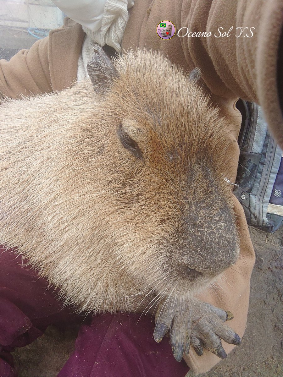 かぴぱら りんか New 2026 Kawasaki NINJA ZX-6R ABS, Brookhaven MS | Specs