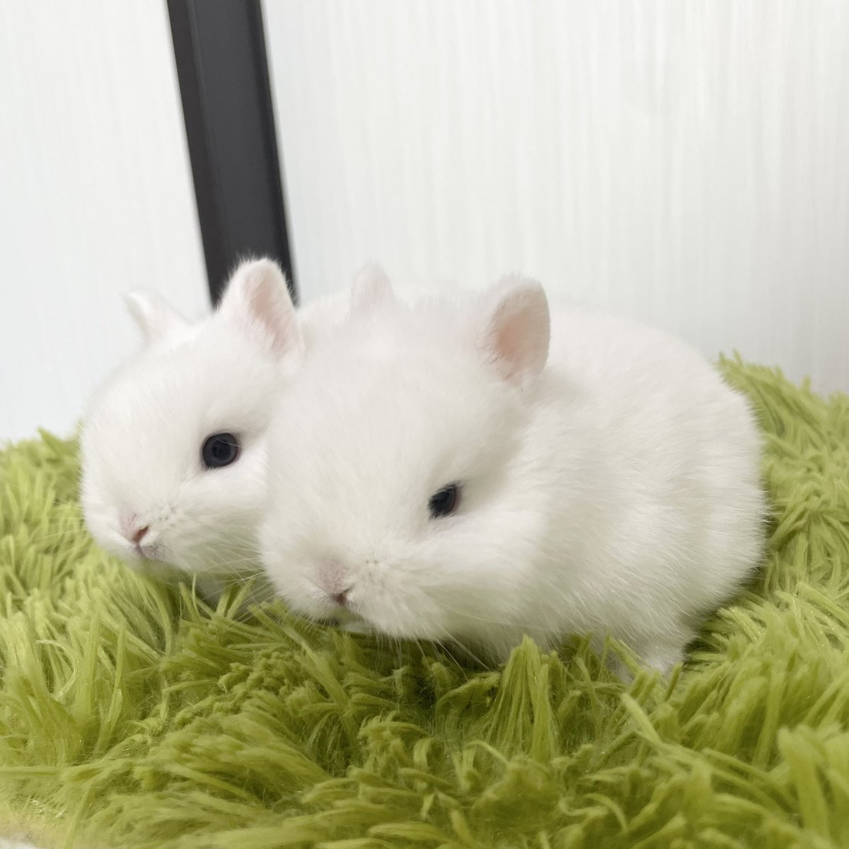 うさぎ専門ブリーダー White Rabbit (@whiterabbit_46) / Posts / X