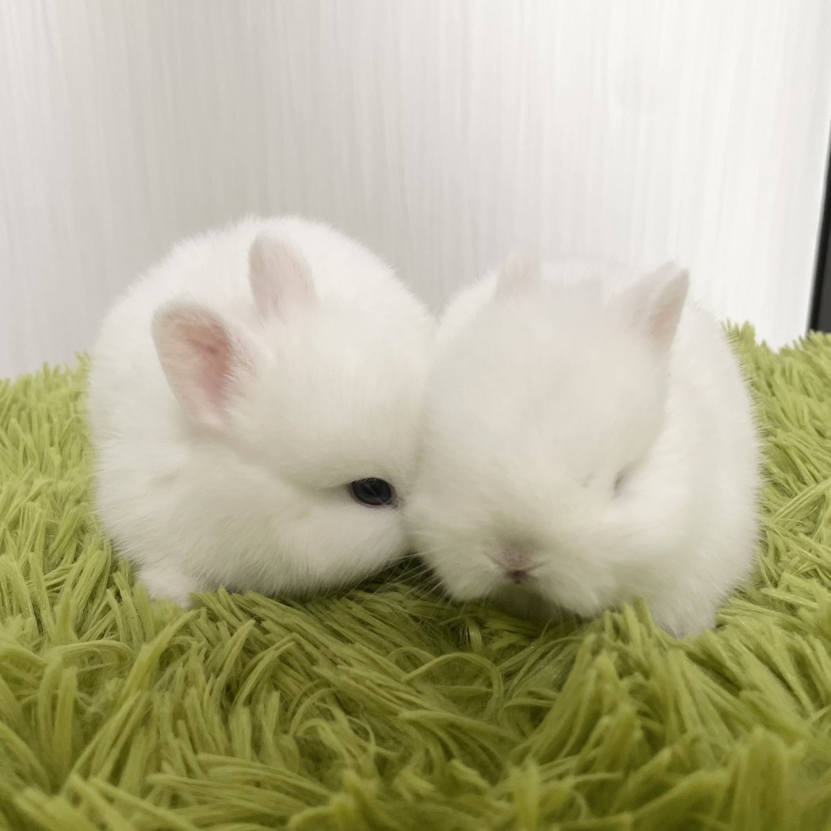 ソニーエンジェル レアホワイトラビットうさぎ　Rabbit white ソニーエンジェル レア ホワイトラビット Rabbit white 美品 ソニー