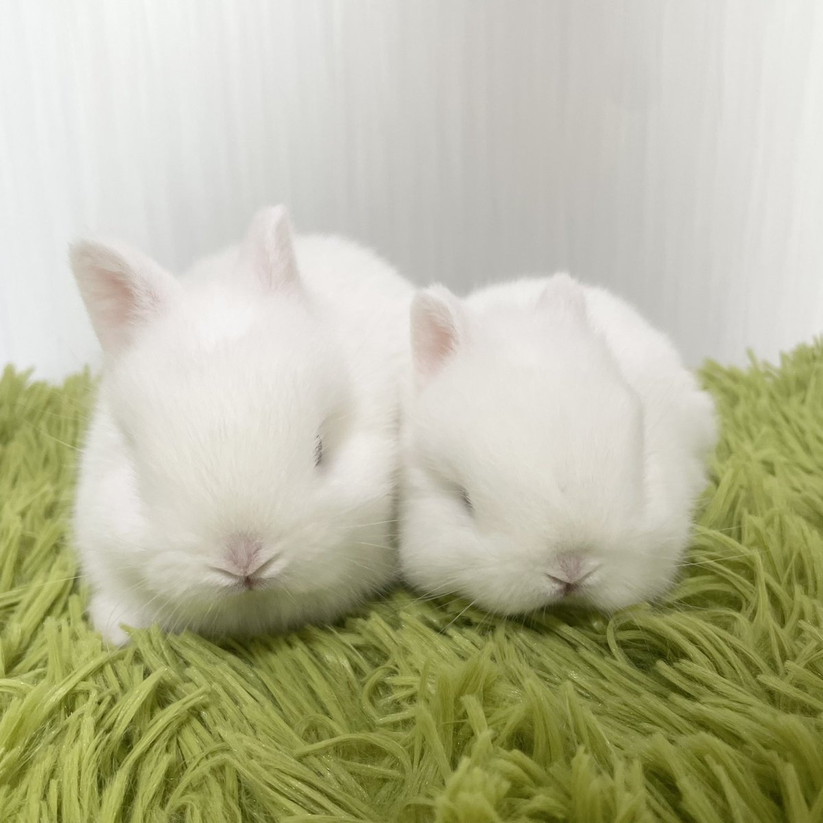 うさぎ専門ブリーダー White Rabbit (@whiterabbit_46) / Posts / X