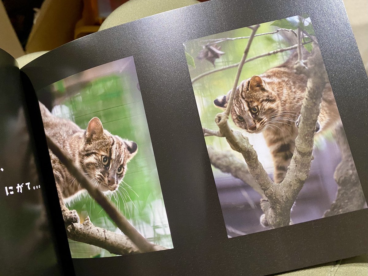 冬コミ、実は動物写真集が大豊作😆
やべっちさん( <a href="/yabecch/">Yabecch @C107(2日目)西1つ04a</a> )さんが作ったツシマヤマネコ写真集すばらしい…
西ホール1  つ04aの「やまねこやこねまや」さんで見られます
おすすめです👍