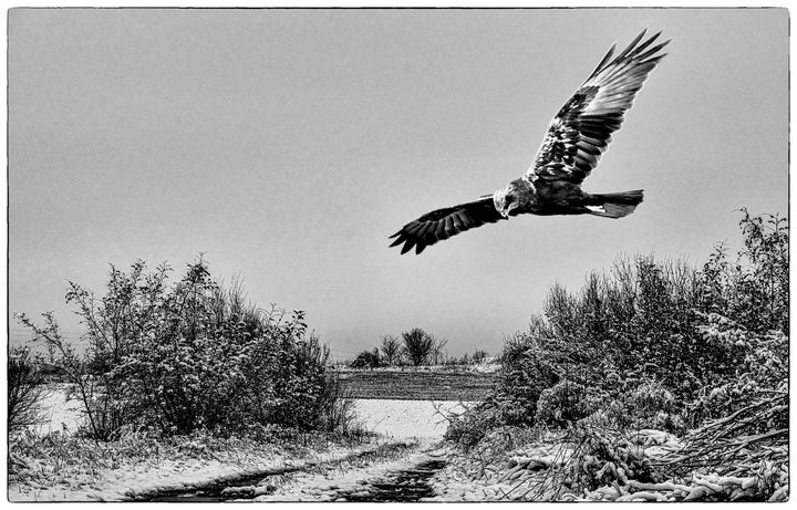 Art of the Day! "Buzzard in flight winter migration". Buy at: ArtPal.com/nortoncliff?i=…