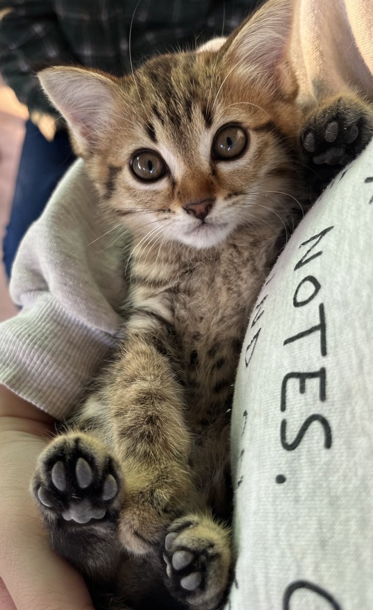 ChxmAxn_'s tweet image. #kitten ❤️