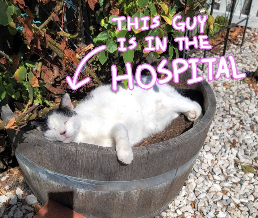 _ViviVovo_'s tweet photo. RT APPRECIATED!!

My family just got hit with a $4000+ bill after an emergency trip to the vet and this is not something that we can afford atm. I don't think I'll be able to open commissions but please consider visiting my online shop if possible🥲

🔗in comments https://t.co/Hx8U5fOB1I