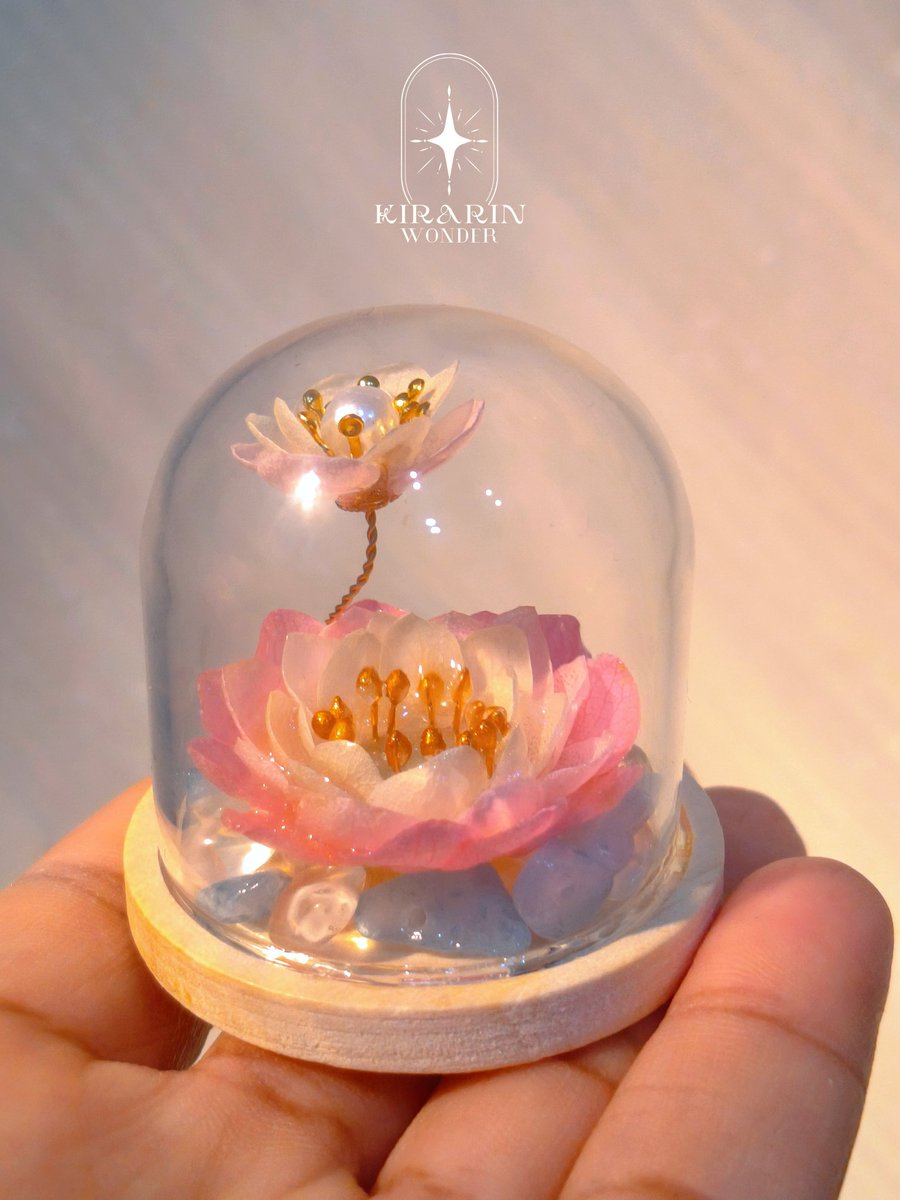 kirarin_wonder's tweet photo. ✨แจกของขวัญปีใหม่ค่ะ🪷

แจกน้องบัวน้อยในโดมแก้ว 2 รางวัล
                 กติกา รีและฟอลร้านค่ะ

น้องบัวดอกเล็กๆจากกลีบไฮเดรนเยีย ในโดมแก้วใบจิ๋ว

สุ่มผู้โชคดี วันที่ 1มกราคม 2569
มาร่วมสนุกกันน้า🙏🏼 https://t.co/7LF5pzOlE4