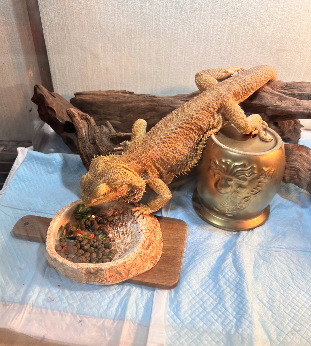 Pogona1208's tweet photo. かいちゃん、今年もありがとう！
年末の引越しもようやく落ち着いて…横着な食べ方するね？！
#フトアゴヒゲトカゲ https://t.co/C0FMy4ZB11