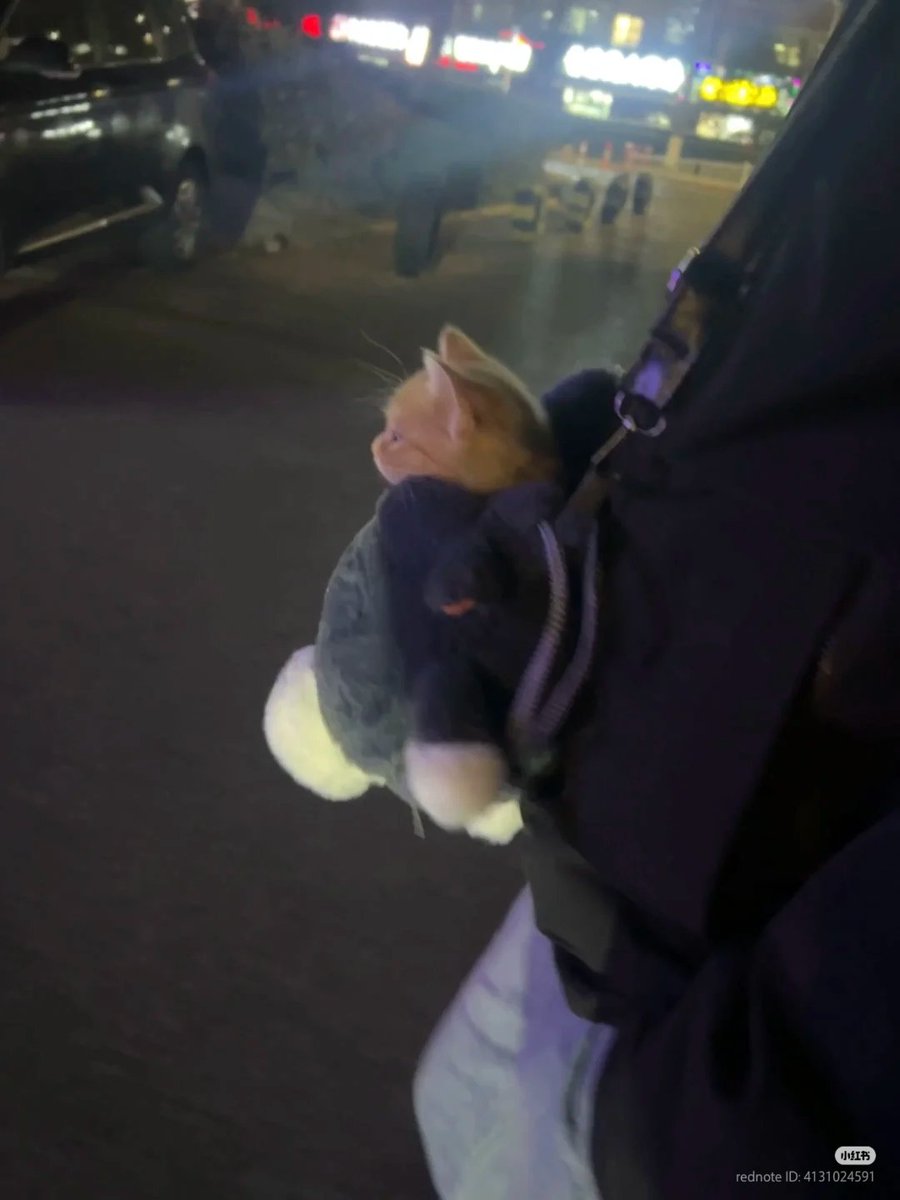 nocontextscats's tweet image. Travel buddy