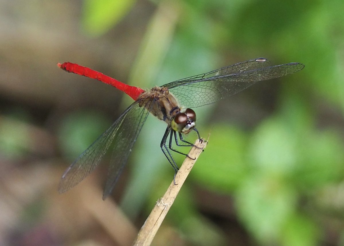 ナノ (@nanoxeno2nd) / Posts / X