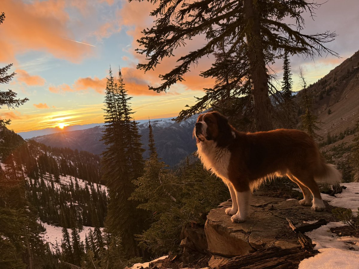 _TailsAndTrails's tweet photo. Saint Bernese in Oregon Eagle Caps! https://t.co/DXDVZpAQkr