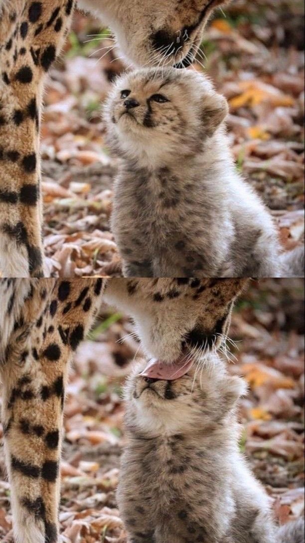 Mother’s love 💕