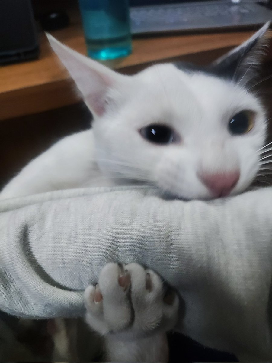 bonkshin's tweet photo. Hi can you guys suggest an affordable price for bust up and chibi? I'm currently making a commission sheet.i want to make sure everyone can purchase within that price range and here's my cat biting me. 🐊🐊🐊  #CommissionSheetmakinghelp #artistshelp #artmoots https://t.co/7G7bJQqXCN