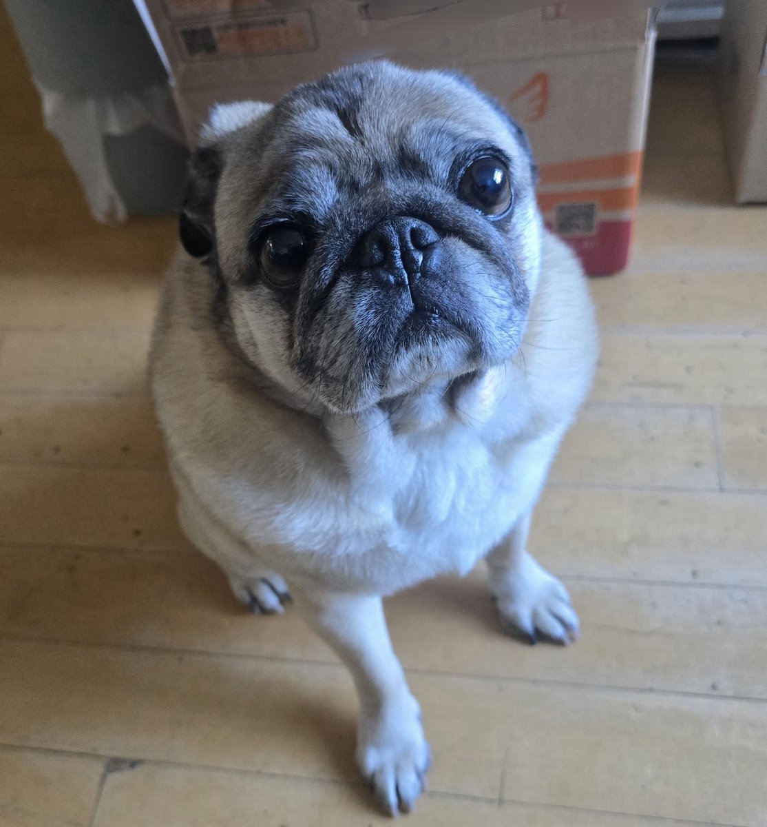 공방에서 강아지 보호중...🥲
우리 층에 강아지가 홀로 방황하고 있는 걸 보니 분명 우리 건물 사람이 놓친건데...
귀염둥아 너희 엄마빠 어딨니