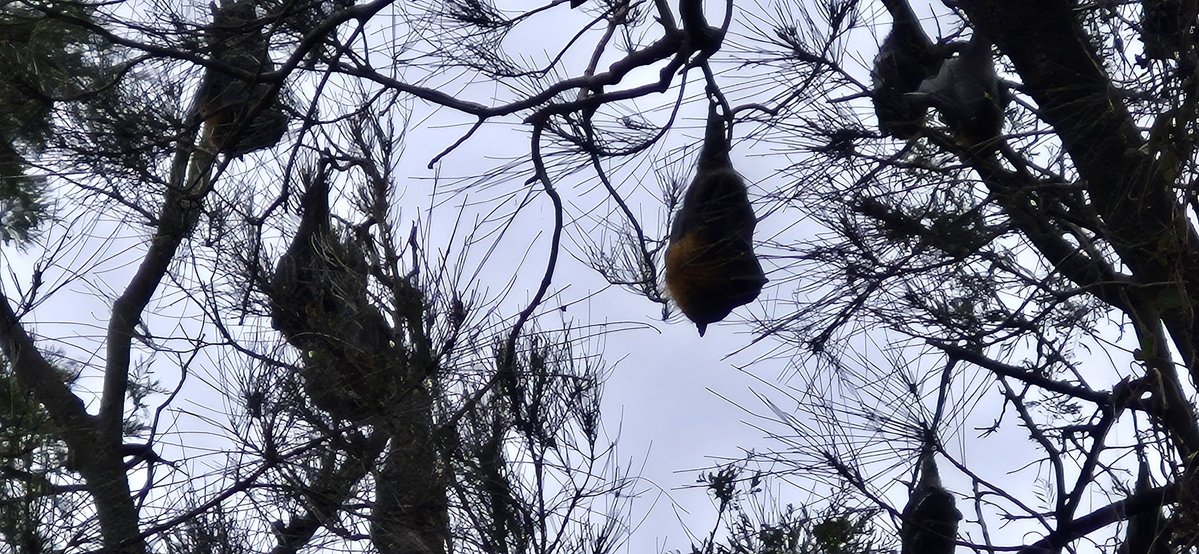 awedgewood's tweet image. A bit of wildlife hanging around